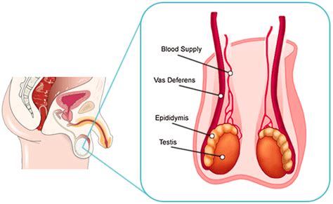 Right testicle hurts after sex