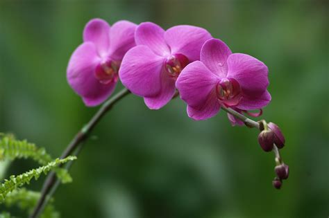 orchid flowers photo  fanpop
