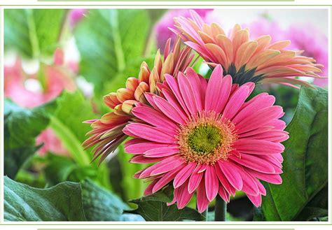 gerbera daisy care guide growing information tips  meaning