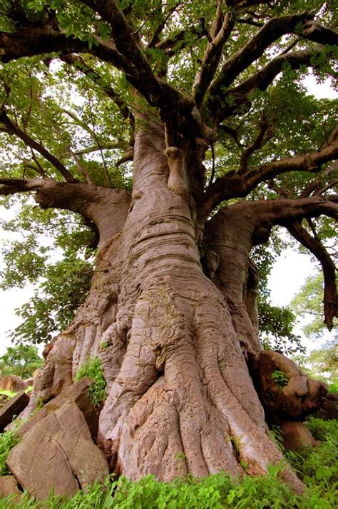 6000 Year Old Baobab Tree In Senegal Africa Baobab Tree