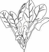 Leafy Clipartix sketch template