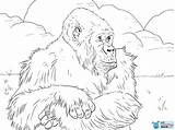 Gorilla Coloring Gorille Gorillas Colorare Disegni Pianura Supercoloring Montagnes Primanyc Montagna Coloriages Impressionante Utan Encequiconcerne Scuola Didattiche Schede Primaria sketch template