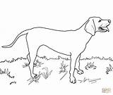 Coonhound Dalmatian Redbone Vizsla Chow Supercoloring sketch template