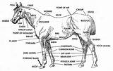 Horse Anatomy Horses Body Parts Size Diagram Saddle Cinch Thinklikeahorse Think Horsemanship Girth Gore Rick Kids Markings Cavall Anatomia Del sketch template