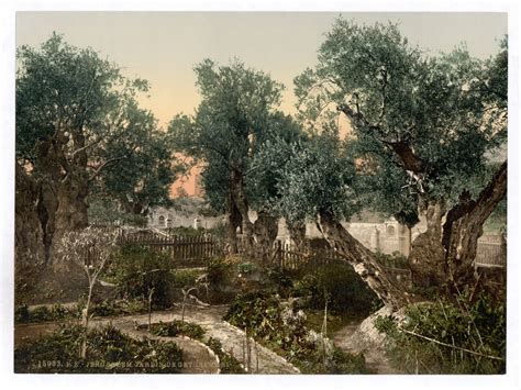 garden  gethsemane  stock photo public domain pictures