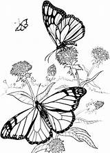 Coloring Butterfly Pages Outline Drawing Purple Adult Butterflies Visit Patterns Books Sheets Purplekittyyarns sketch template