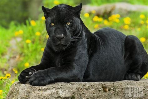 black leopard big cats panther cute animals