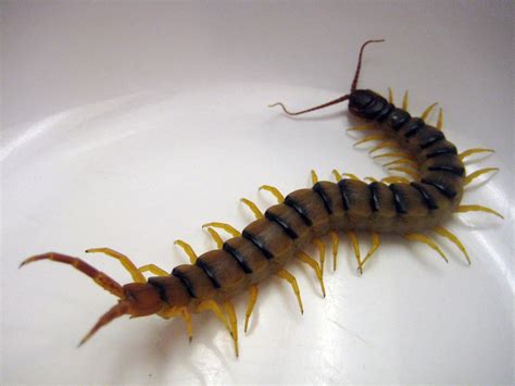 prime pest solutions whats  difference centipede  millipede