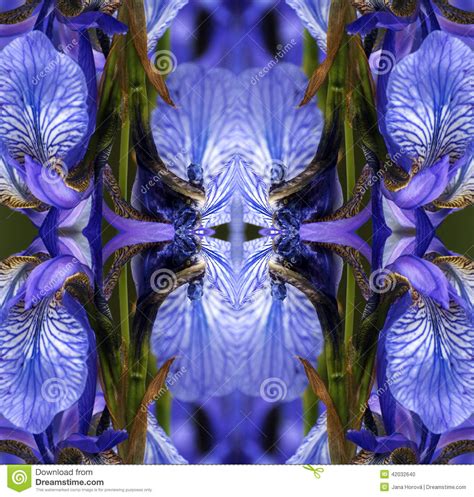 floral pattern stock photo image  format pattern