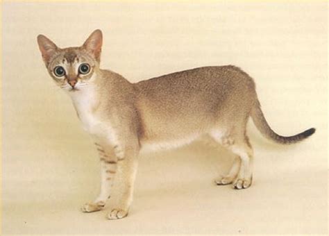 singapura cat breed info history personality kittens pictures