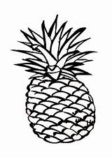 Pineapple Ananas Hawaiian Coloriage Luxe Piña Clipartmag Cayenne sketch template