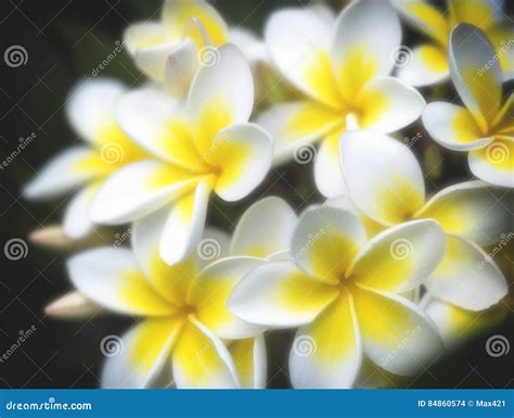 frangipani spa flowers stock photo image  plants health