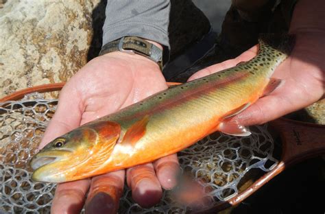 golden trout return  state forest state park colorado outdoors