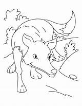 Coloring Wolf Pages Hunt Ready Baby Arctic Fox Pup Popular Library Clipart Template Books Line sketch template