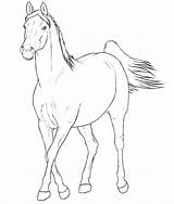 Ausmalbilder Pferderassen Arabier Arabian Mare Merrie Paarden Rassen Yegua Caballo Caballos Zo Pferde Yeguas Razas sketch template