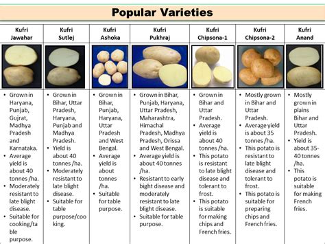 popular varieties  potato