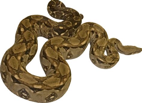boa constrictor corlyslesewelt