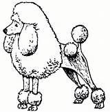 Poodle Coloring Pages Dog Clipart Poodles Cartoon Draw Drawing Printable Standard Skirt Size Cliparts Clip Drawn Print Template Library Sketch sketch template