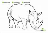 Coloring Pages Rhinoceros Beetle Jumanji Kids Rhino Printable Sheet Getdrawings Designlooter 1010 1kb sketch template