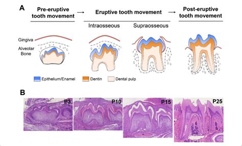 stages  tooth eruption  schematic diagrams  tooth  scientific diagram