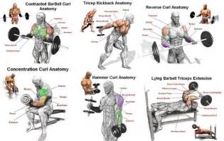 best biceps and triceps workout for mass buildmusclegym