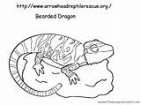 Bearded Dragon Line Coloring Lizard Colouring Clipart Ce Sheets Pages Library Deviantart Comments sketch template
