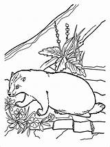 Coloring Pages Badger Honey Badgers Coloringbay sketch template