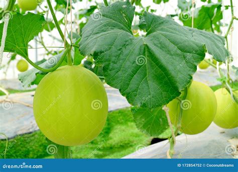 honeydew melons growing   trees  greenhouse stock photo image
