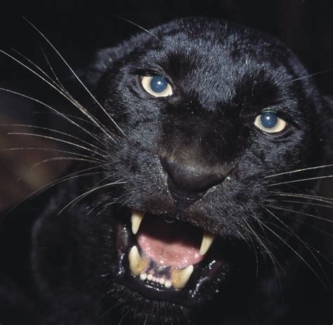 raubtier gesichtet schwarzer panther wieder  ostbelgien aufgetaucht