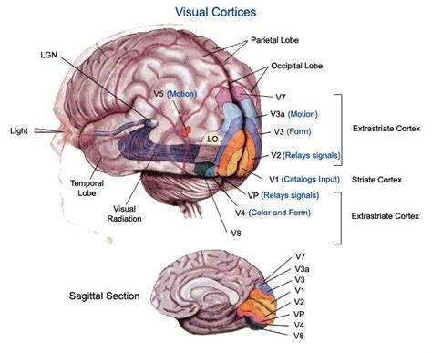 Visual Cortex The Area Of The Occipital Lobe Of The