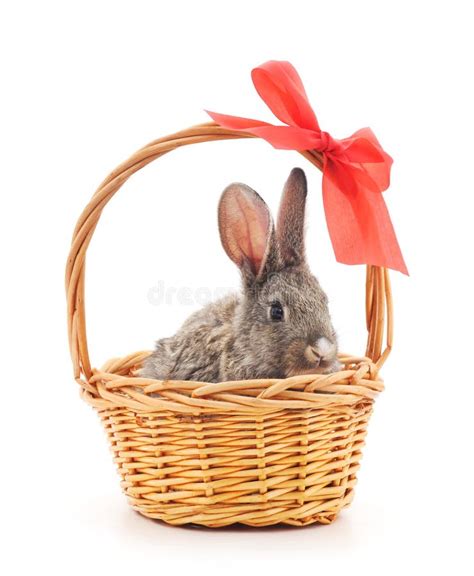 bunny   basket stock photo image  basket