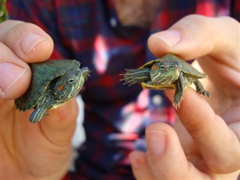 baby red eared sliders     happy pinterest baby
