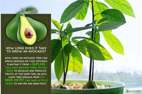 How Long Does It Take To Grow An Avocado