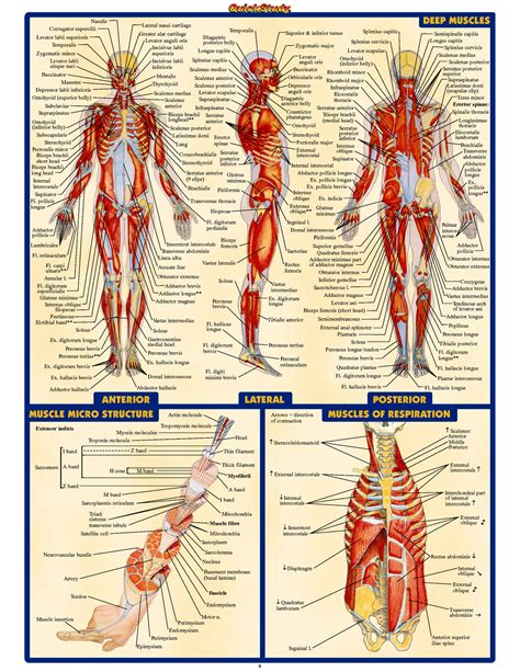anatomy images web find   graphic resources