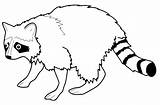 Procione Waschbär Raccoon Malvorlagen Coloradisegni Windowcolor sketch template