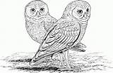 Owl Coloring Pages Printable Owls Kids Adults Realistic Hard Burrowing Print Animals Color Mosaic Barn Animal Difficult Adult Colouring Clipart sketch template