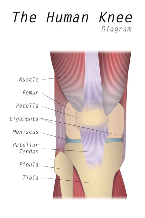 diagram bent knee diagram mydiagramonline