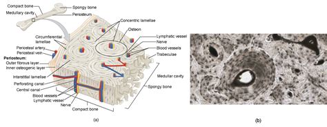 bone cell diagram labeled