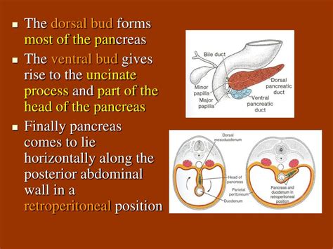 ppt the development of the digestive system powerpoint
