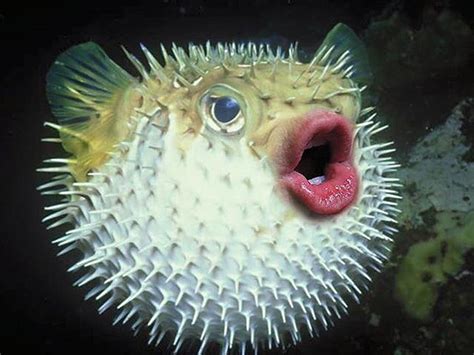 puffer fish  trumps mouth moldy chum