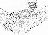 Cheetah Cheetahs sketch template