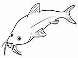 Silvery Minnow sketch template