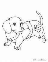 Coloring Dachshund Pages Dog Puppy Drawing Kids Weiner Printable Sausage Colouring Color Hellokids Print Getcolorings Adult Getdrawings Choose Board Animal sketch template
