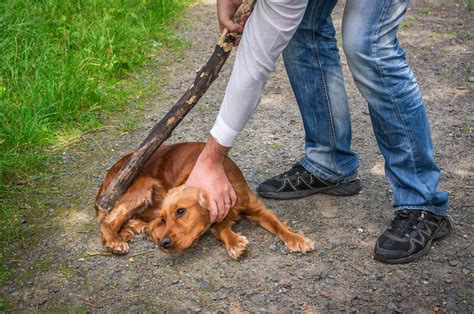 penalties  abusing  dog  texas