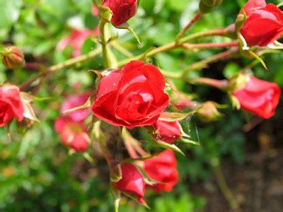 poppular photography mini red roses