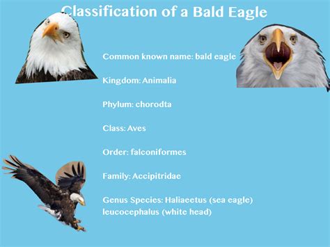 classification   bald eagle