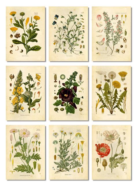 botanical vintage prints ubicaciondepersonascdmxgobmx