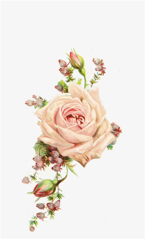 roses vintage printable vintage flowers  transparent png