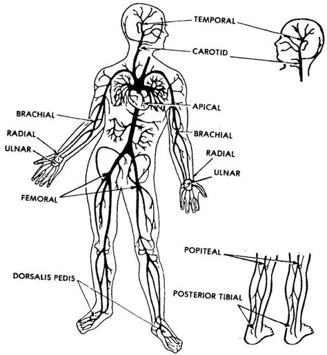 anatomy pulse chart to apply rub on with natural fever reducing remedy