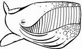 Whale Humpback Mewarnai Ikan Paus Colouring Raksasa Tersenyum Tren Gambarmewarnailucu Designlooter Mewarna sketch template